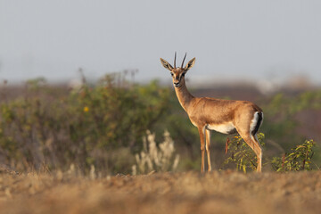 Indian gazelle in its habitat at Bhigwan grassland, India