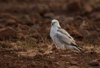 Closeup of a Pallid harrier perched on gravels at Bhigwan bird sanctuary, Maharashtra