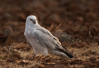 Closeup of a Pallid harrier at Bhigwan bird sanctuary, India