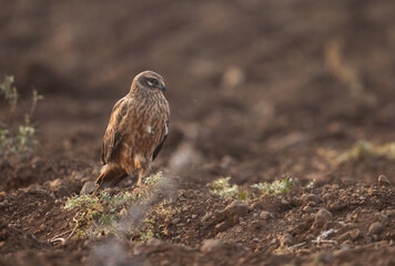Montagu's harrier female perched on  ground at Bhigwan bird sanctuary, Maharashtra