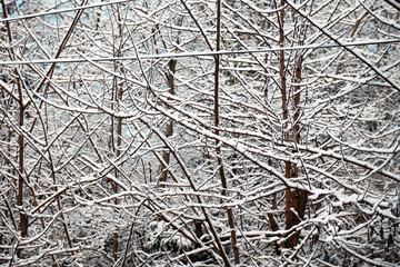 frost and snow on the branches