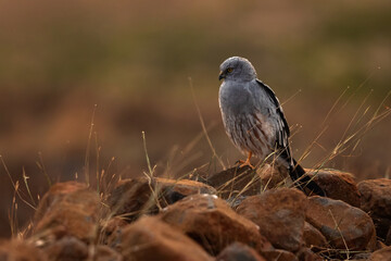 Montagu's harrier perched on rock in the evening at Bhigwan bird sanctuary, Maharashtra