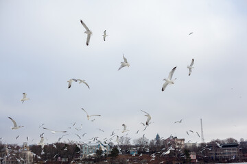A flock of seagulls gathers in the winter, with some in flight and others perched, against a backdrop of distant buildings under an overcast sky.