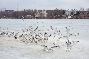 A flock of seagulls gathers in the winter, with some in flight and others perched, against a backdrop of distant buildings under an overcast sky.