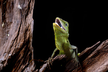 Maned forest lizard in black background