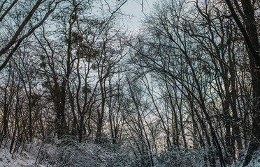 forest in winter