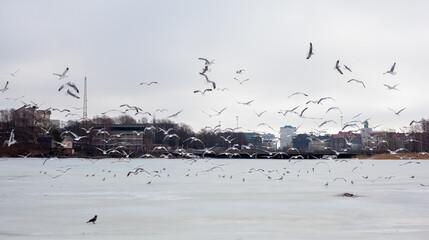 A flock of seagulls gathers in the winter, with some in flight and others perched, against a backdrop of distant buildings under an overcast sky.