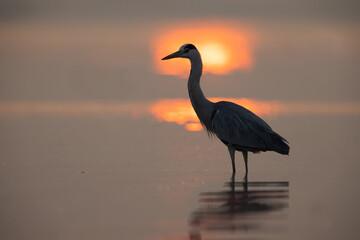 Grey heron during sunrise at Bhigwan bird sanctuary Maharashtra
