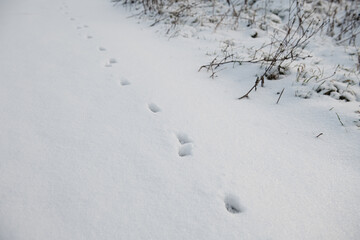 animal footsteps in snow - Powered by Adobe