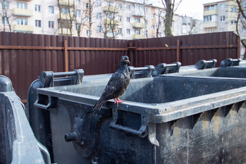 A shabby pigeon sits on a trash can