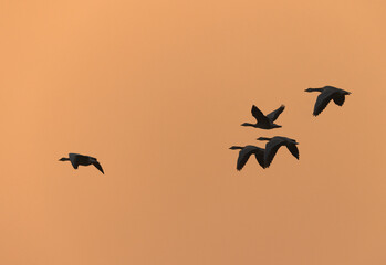 Bar-headed goose flying during sunset at Bhigwan bird sanctuary, India