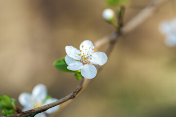 beautiful Flowers of the cherry blossoms on a spring day
