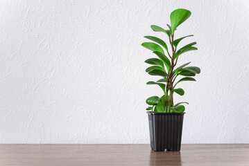 A houseplant on a table against a white wall with a place to insert text