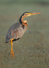 Purple heron on green at Bhigwan bird sanctuary, Maharashtra, India