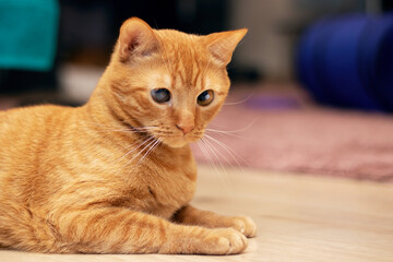 Ginger cat lying on a stool at home