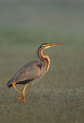 Portrait of a Purple heron at Bhigwan bird sanctuary, Maharashtra, India