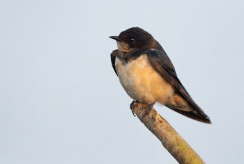 Closeup of a Barn swallow perched on log at  at Bhigwan bird sanctuary, India