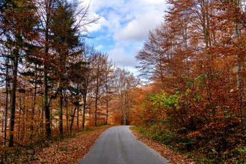 Autumn road