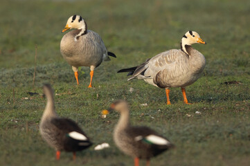 Selective focus on a pair of Bar-headed goose with Spot-billed duck at the foreground at Bhigwan bird sanctuary, India