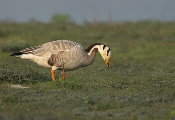 Bar-headed goose feeding at Bhigwan bird sanctuary, India