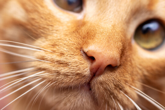 Face of ginger cat close-up, macro photo