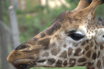 Giraffe Center - Nairobi