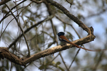 African Bird