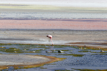 Laguna Colorada flamingos, Bolivia. Puna flamingo. Andean wildlife. Red lagoon