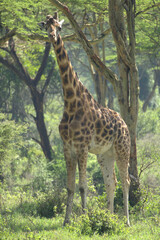 Giraffe Center - Nairobi