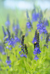 A floral background of purple-blue meadow flowers and juicy grass.