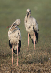 Closeup of a pair of Asian openbill stork at Bhigwan bird sanctuary, India