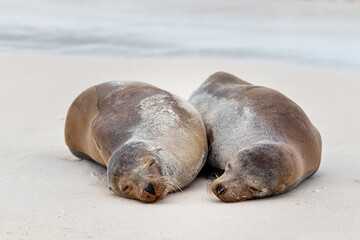 Sea Lion Couple Cuddles on a Sandy White Beach, galapagos ecuador.