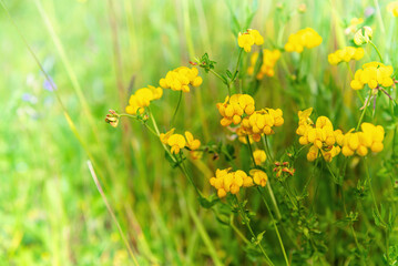 A floral background of bright yellow meadow flowers and juicy grass.