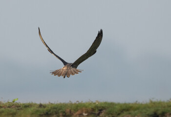 Peregrine falcon takeoff in an island at Bhigwan bird sanctuary, Maharashtra