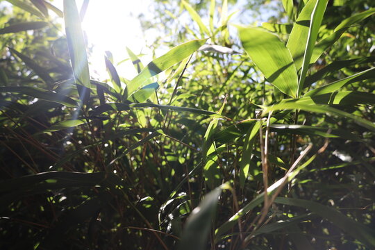 bamboo plantation close up with sunlight