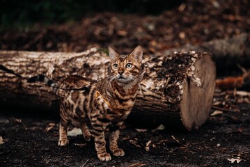 the bengal cat massages beautifully in nature, using its coloring - obrazy, fototapety, plakaty