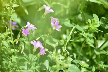 Oxalis debilis or pink sorrel or pink woodsorrel flower medicinal herb