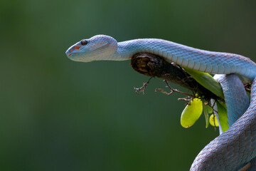 Beautiful, but very deadly snake, blue insularis trimesurus