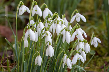 White bell shaped flowers of Snowdrops Galanthus nivalis