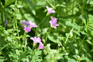 Fototapeta na wymiar Oxalis debilis or pink sorrel or pink woodsorrel flower medicinal herb or ayurvedic herb 