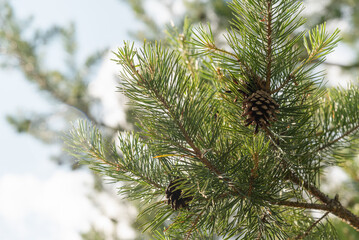 A branch of spruce pines with cones on a background of blue sky.