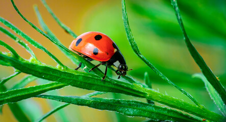 red ladybug on a green leaf in the grass, close-up blurred