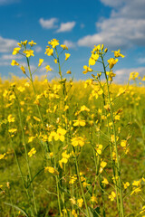 Bright Yellow Agricultural rapeseed flowers
