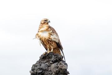 Hawk on branch Galapagos ecuador.