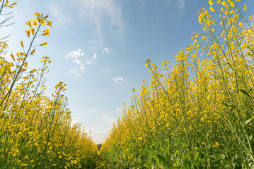 Bright Yellow Agricultural rapeseed flowers