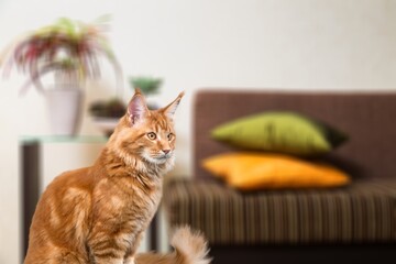 adult cute domestic cat on sofa