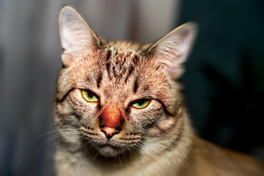 Angry cat, Close-up of a domestic cat, Portrait of a cat,
Close-up of a cat's face