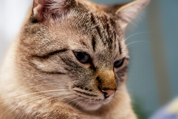 Close-up of a domestic cat, Portrait of a cat,