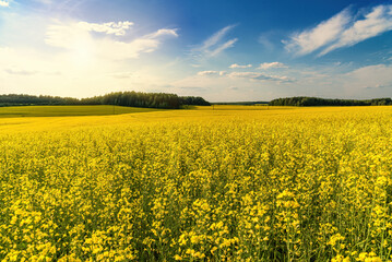 Obraz premium A blooming rapeseed field of bright yellow flowers, forest and sky.