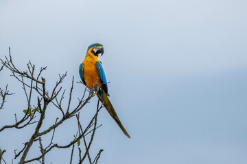 A blue and yellow macaw perched on a tree branch. Species Ara ararauna also know as Arara Canide....
